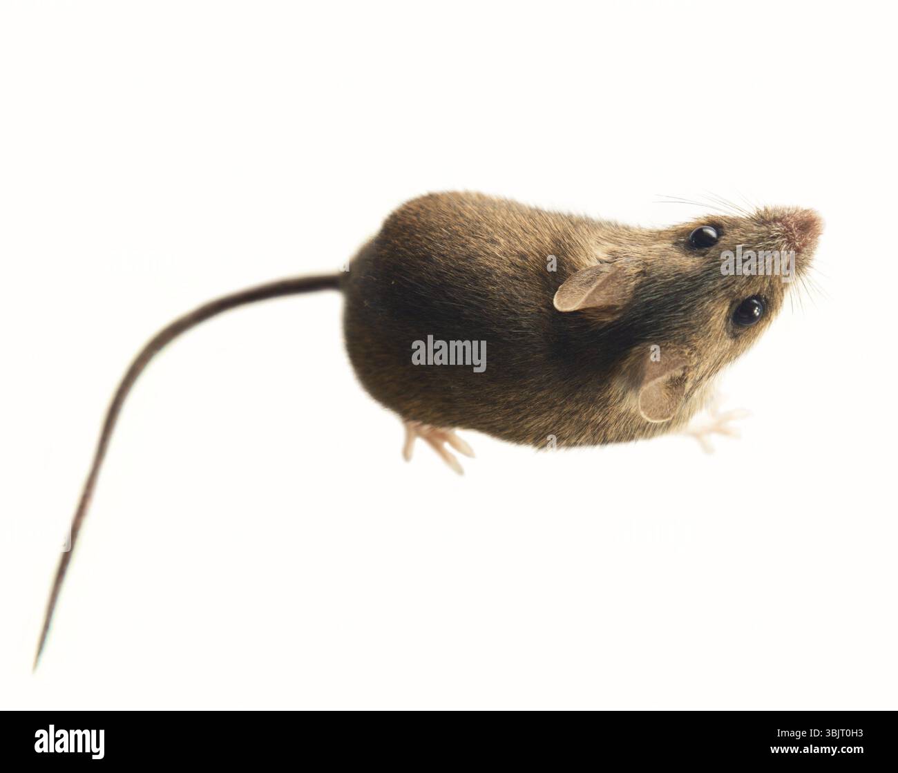 Theriologie. Rongeurs de souris des forêts boréales, au nord-est de l'Europe. Souris forestière, souris en bois (Apodemus sylvaticus). Isolé sur un fond blanc Banque D'Images