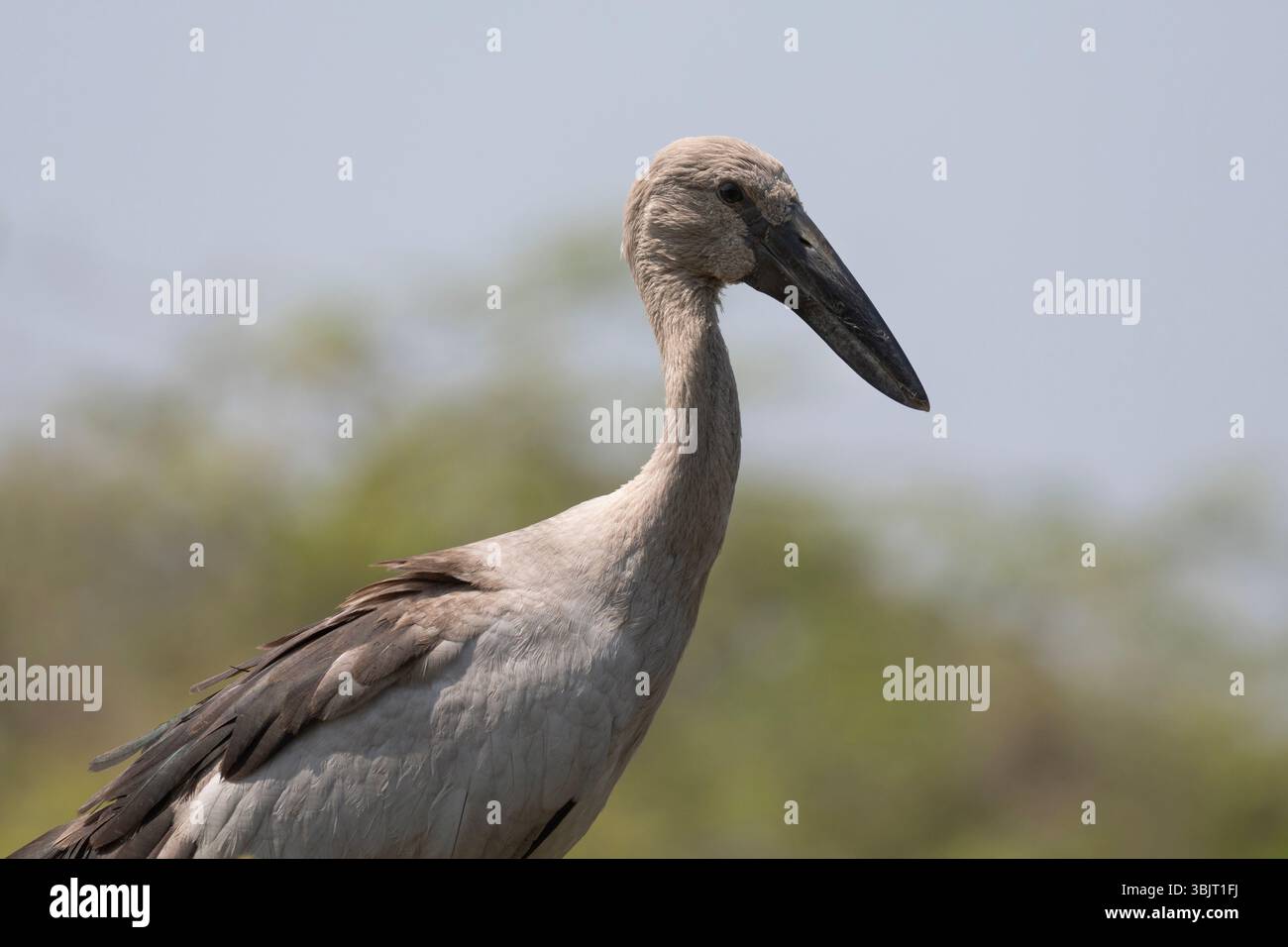 Gros plan d'une cigogne asiatique à bec ouvert. Banque D'Images