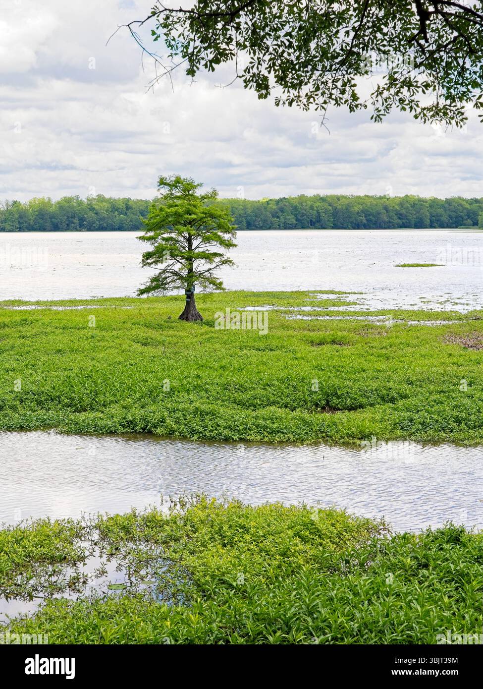 Vert luxuriant du printemps le long de la rivière Arkansas au stade des crues Banque D'Images