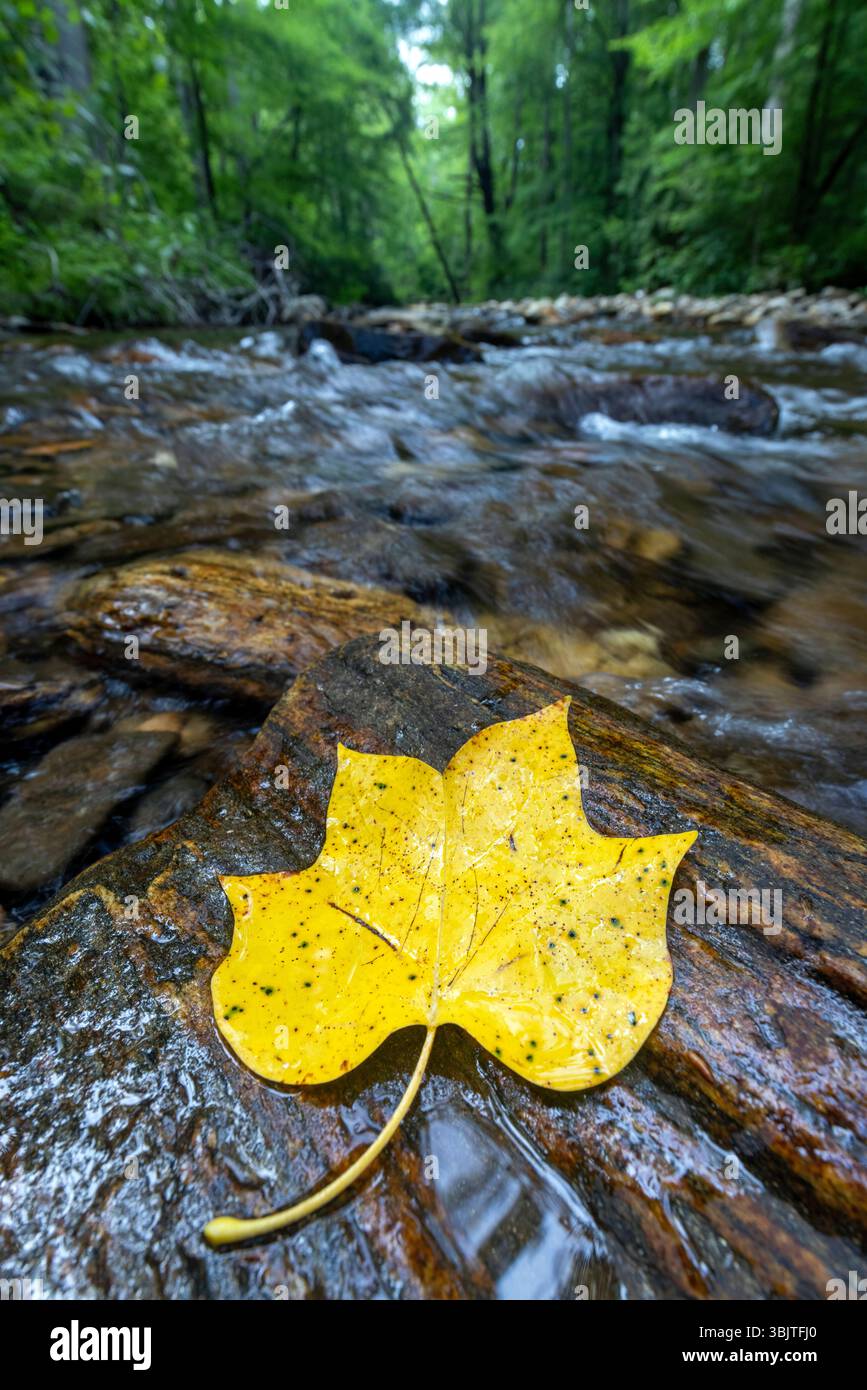 Feuille de peuplier tulipe tombé (Liriodendron tulipifera) sur roche dans Avery Creek - forêt nationale de Pisgah, près de Brevard, Caroline du Nord, États-Unis Banque D'Images