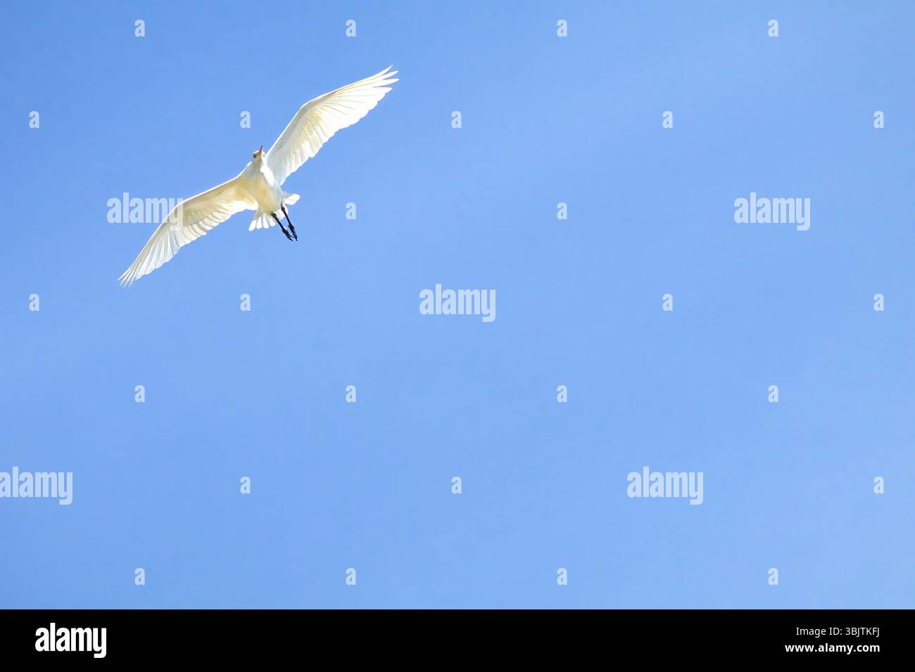Gracieuse aigrette blanche volant au-dessus de la tête. Banque D'Images