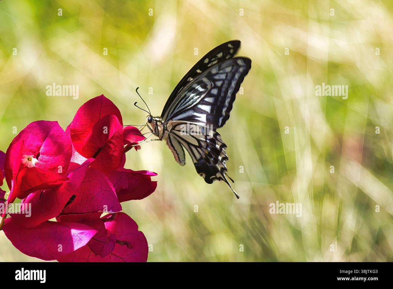 Délicate queue d'aronde se nourrissant sur une fleur de bougainvillier. Banque D'Images