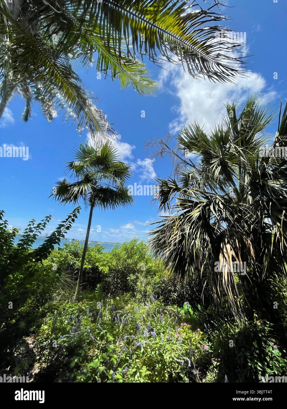 Vie tropicale - Image de stock capturée avec un smartphone