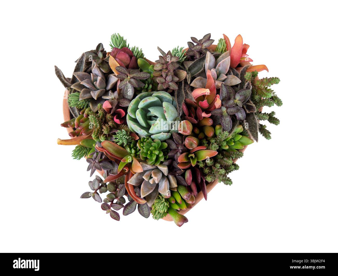 Un arrangement vibrant de diverses succulentes est façonné en forme de cœur. La collection dispose d'un éventail de couleurs, y compris les verts, le violet Banque D'Images