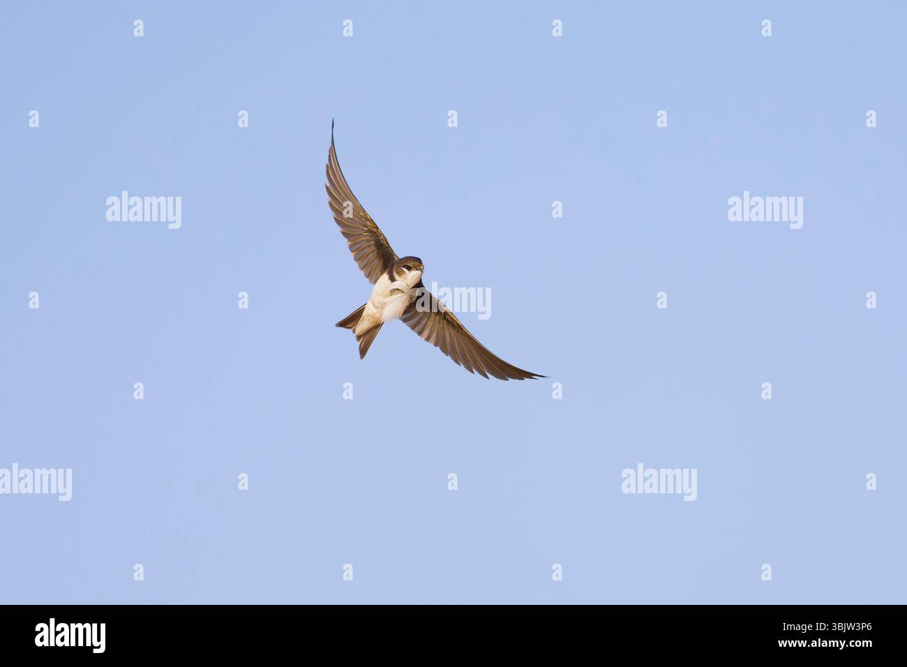 Sable martin Riparia riparia, adulte volant avec plume dans le bec, Suffolk, Angleterre, juin Banque D'Images