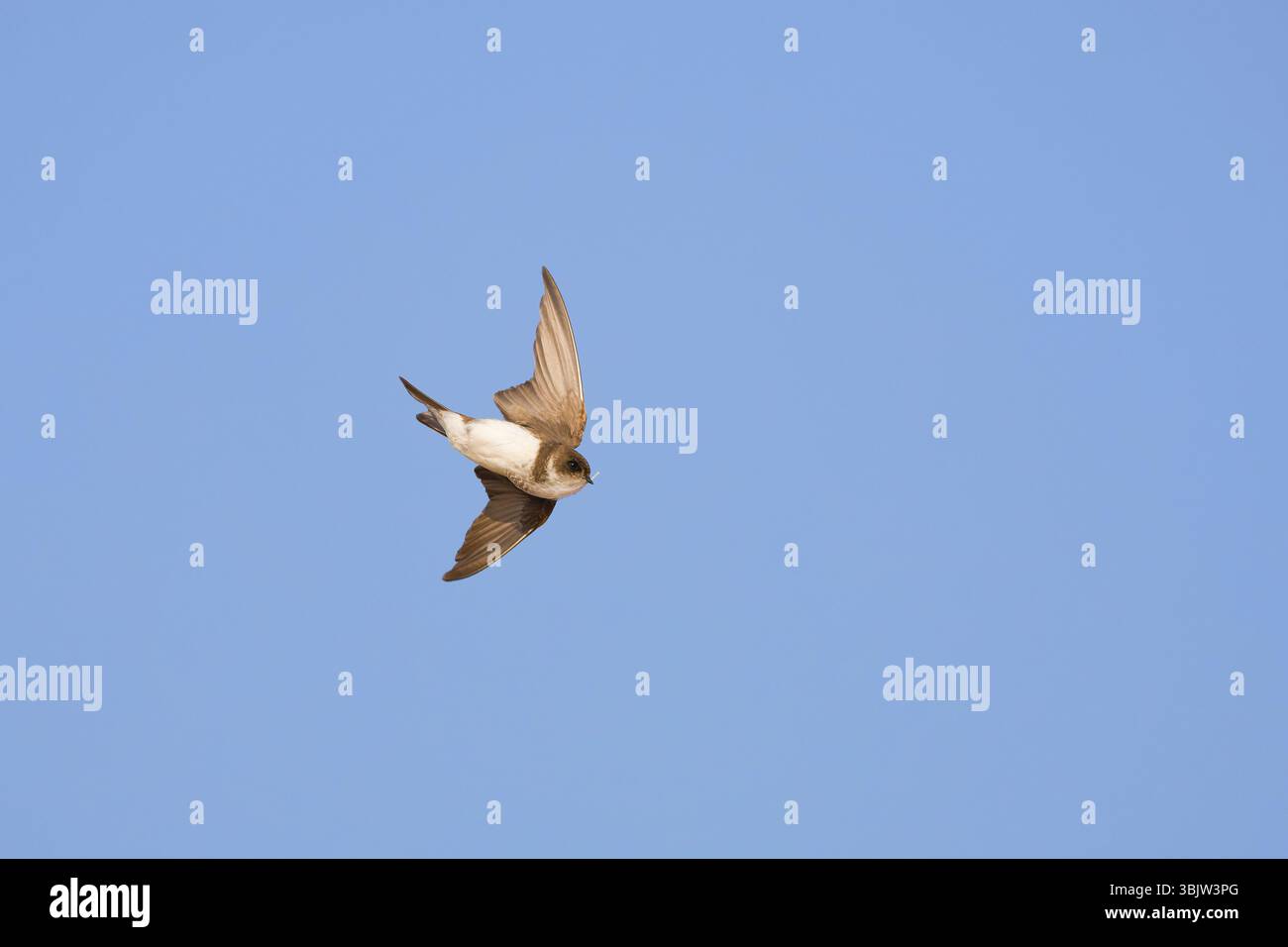 Sable martin Riparia riparia, adulte volant avec plume dans le bec, Suffolk, Angleterre, juin Banque D'Images