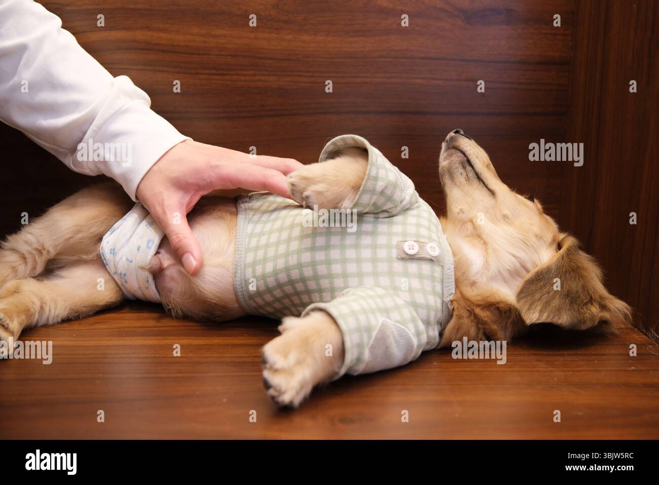 main tickling‌ et le ventre de chien teckel animal de compagnie Banque D'Images