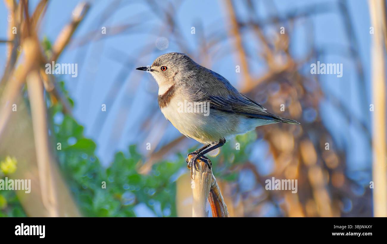 Chat blanc masculin perché sur tige d'herbe avec ciel bleu et fond désordonné à Victoria, Australie Banque D'Images