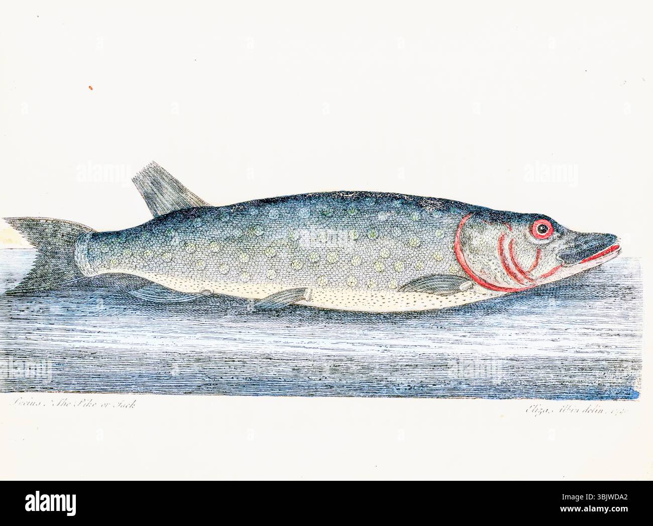 Brochet du Nord ou brochet (Esox lucius) tiré du livre THE HISTORY OF ESCULENT FISH, AVEC DES PLANCHES, DESSINÉES ET GRAVÉES PAR ELEAZAR ALBIN ET UN ESSAI SUR L'ÉLEVAGE DES POISSONS, ET LA CONSTRUCTION DES ÉTANGS À POISSONS, PAR L'HONORABLE ROGER NORTH, publié à Londres en 1794 Banque D'Images