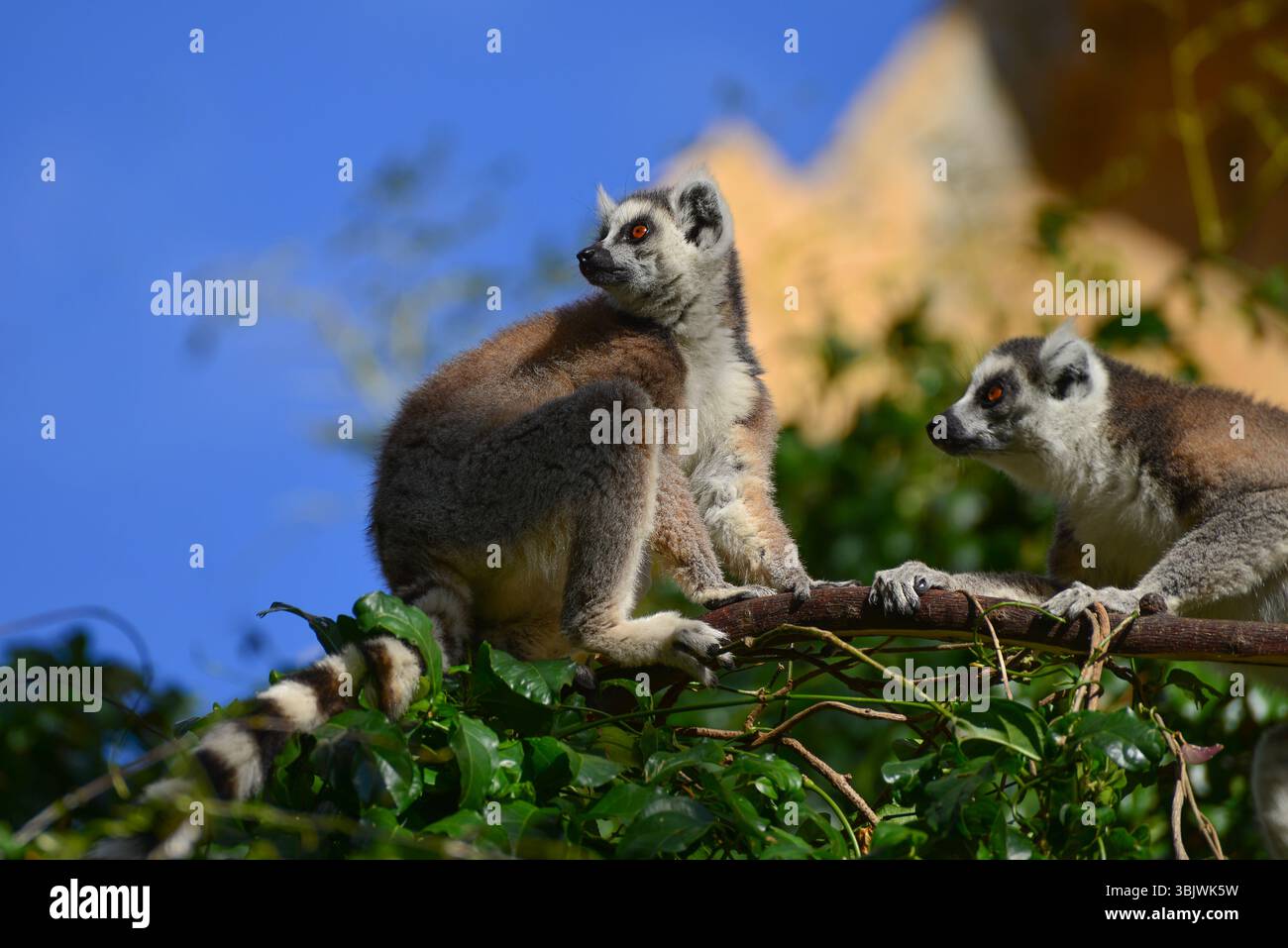 Deux lémuriens à queue annulaire (lémurien catta) dans un arbre. Réserve communautaire d'Anja, Madagascar Banque D'Images