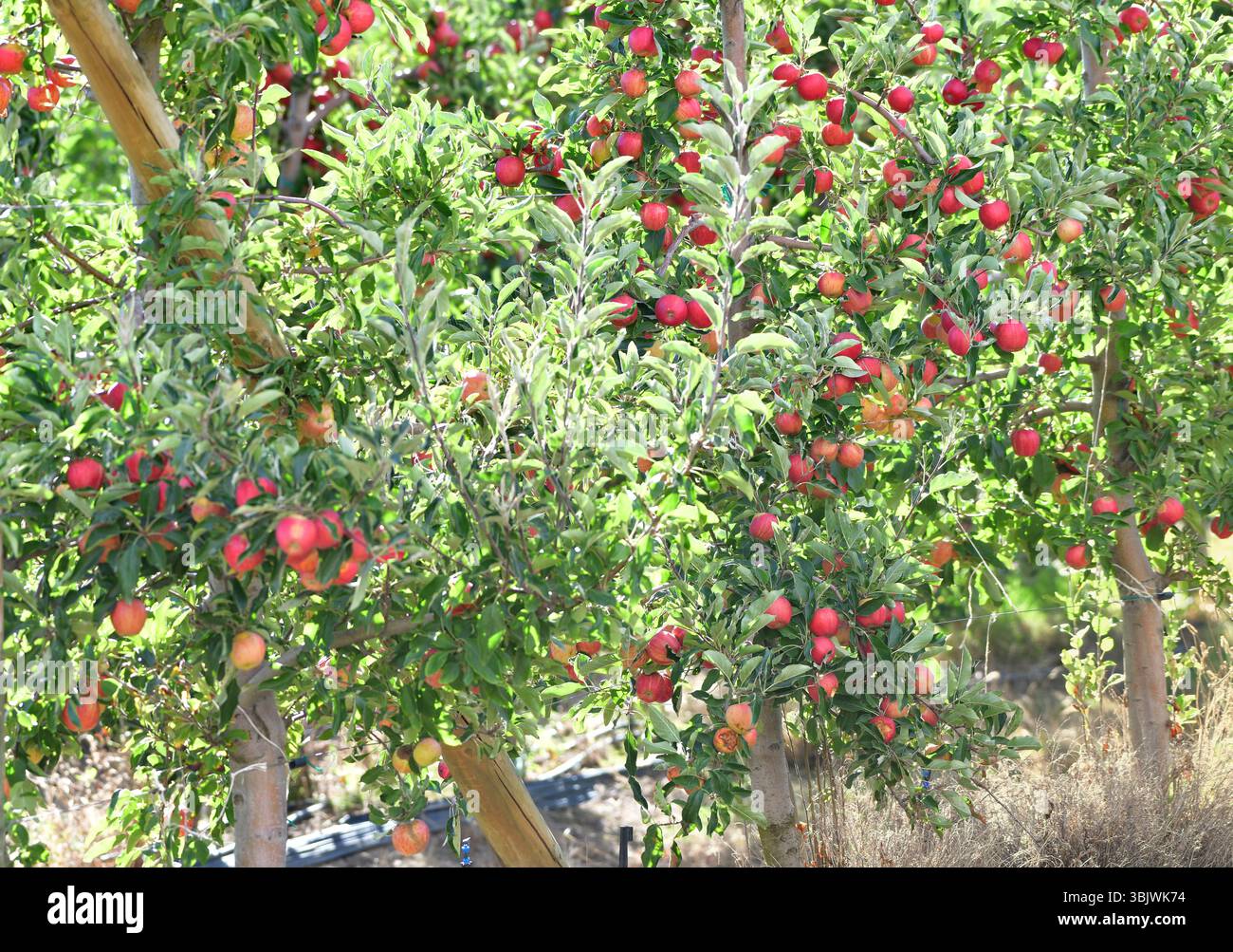 Plantation de pommes près de Ceres, Western Cape, Afrique du Sud Banque D'Images