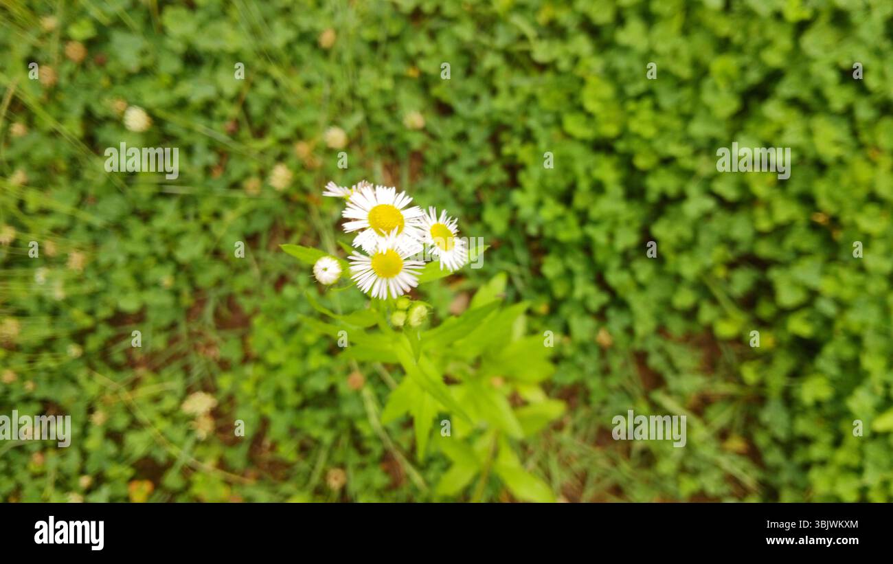 Gros plan d'un champ de fleurs fleabane en fleurs Banque D'Images