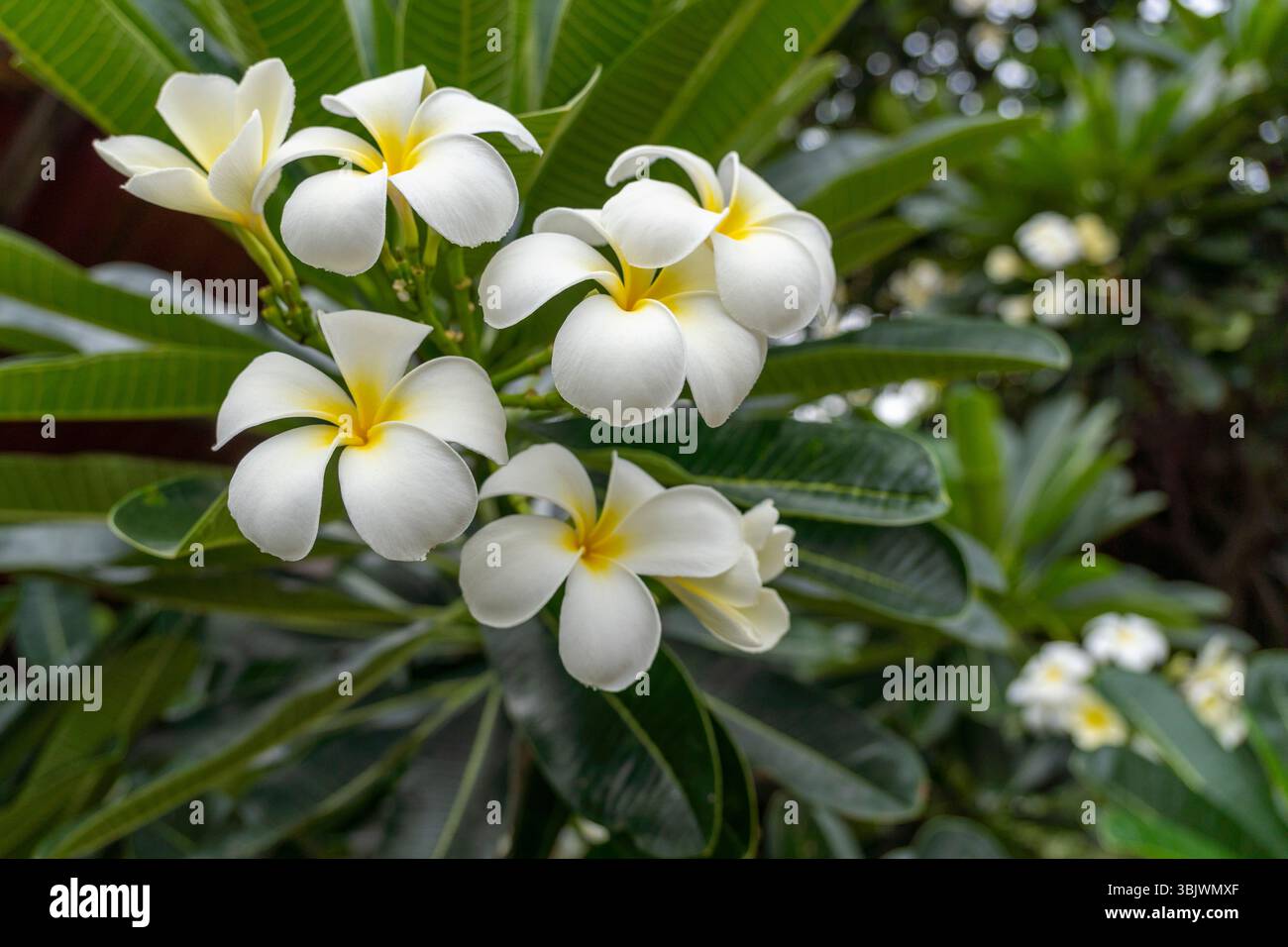 Bouquet de fleurs blanches avec des centres jaunes. Les fleurs sont dans un buisson vert. Les fleurs sont en pleine floraison Banque D'Images