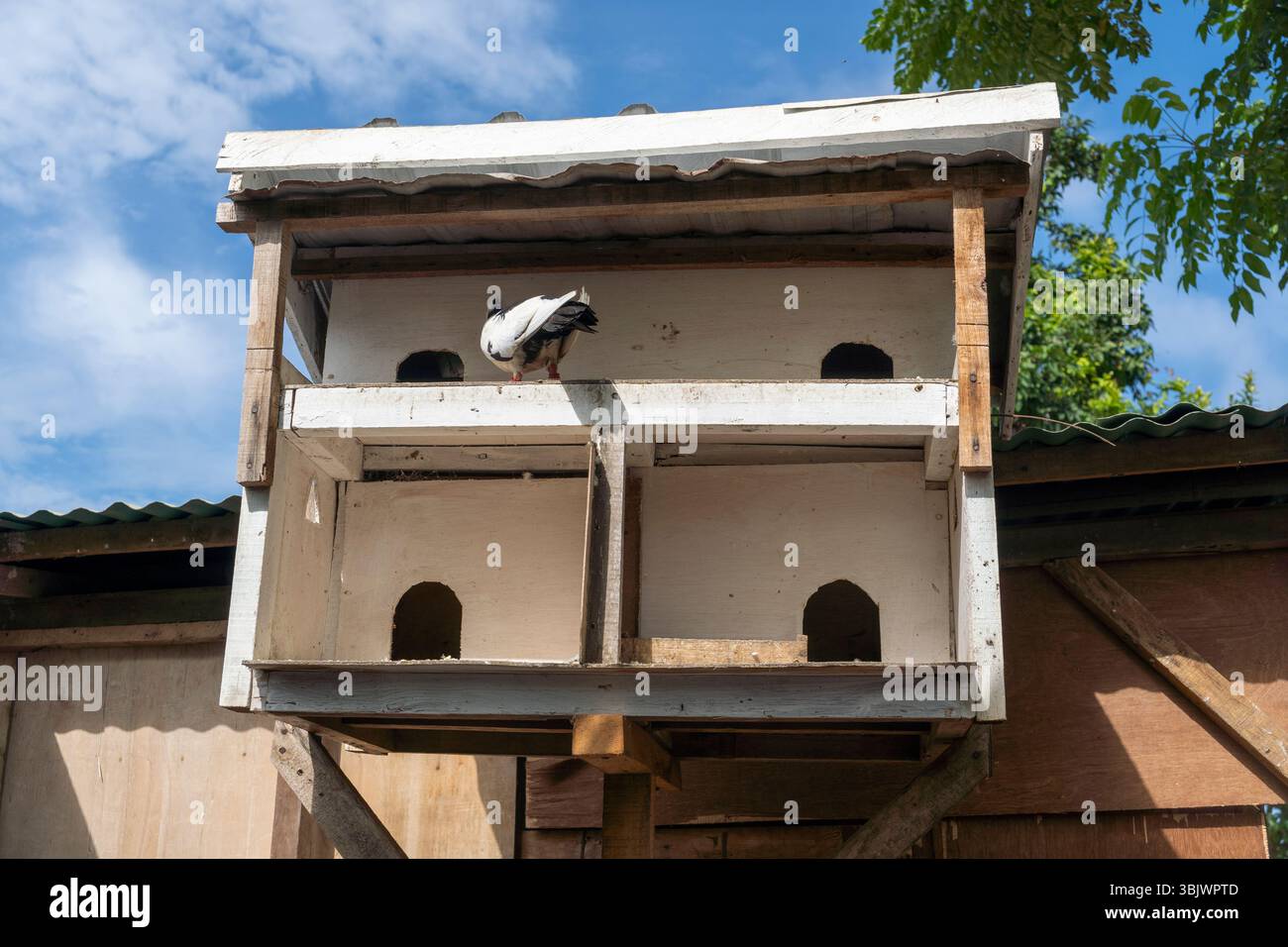 Birdhouse avec trois compartiments est sur une structure en bois. Un pigeon est assis dans le compartiment du milieu Banque D'Images Birdhouse avec trois compartiments est sur une structure en bois. Un pigeon est assis dans le compartiment du milieu Banque D'Images