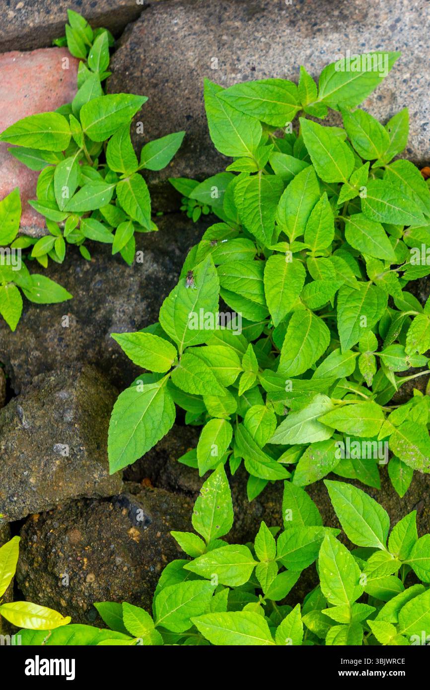 Passerelle en brique avec des plantes vertes poussant dessus. Les plantes sont petites et vertes, et elles poussent sur les briques. La scène a une nature et un peacefu Banque D'Images