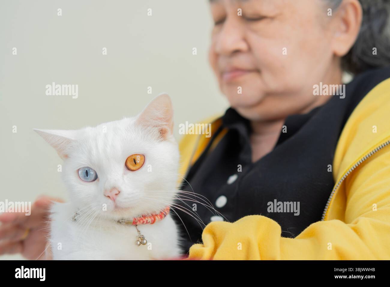 Femme asiatique senior assise sur le canapé avec deux yeux de couleur chat blanc sur le canapé à la maison. Mise au point sélective. Banque D'Images