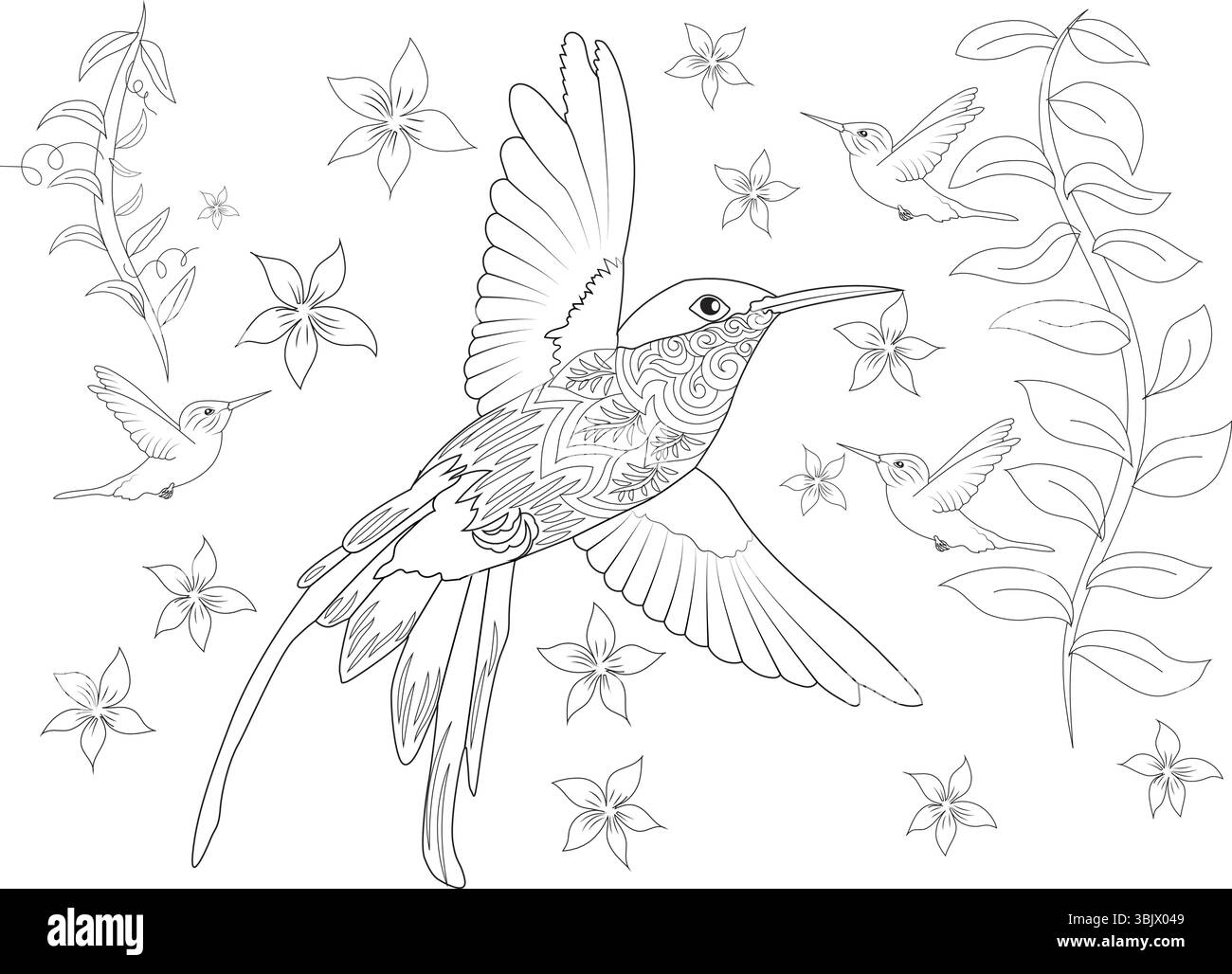 Illustration de dessin au trait noir et blanc représentant plusieurs colibris volant parmi les vignes en fleurs. Idéal pour les livres de coloriage, materi pédagogique Illustration de Vecteur