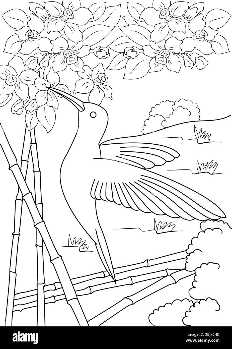 Illustration détaillée au trait noir et blanc représentant un colibri en vol, planant près de fleurs en fleurs. La scène comprend des tiges de bambou A. Illustration de Vecteur