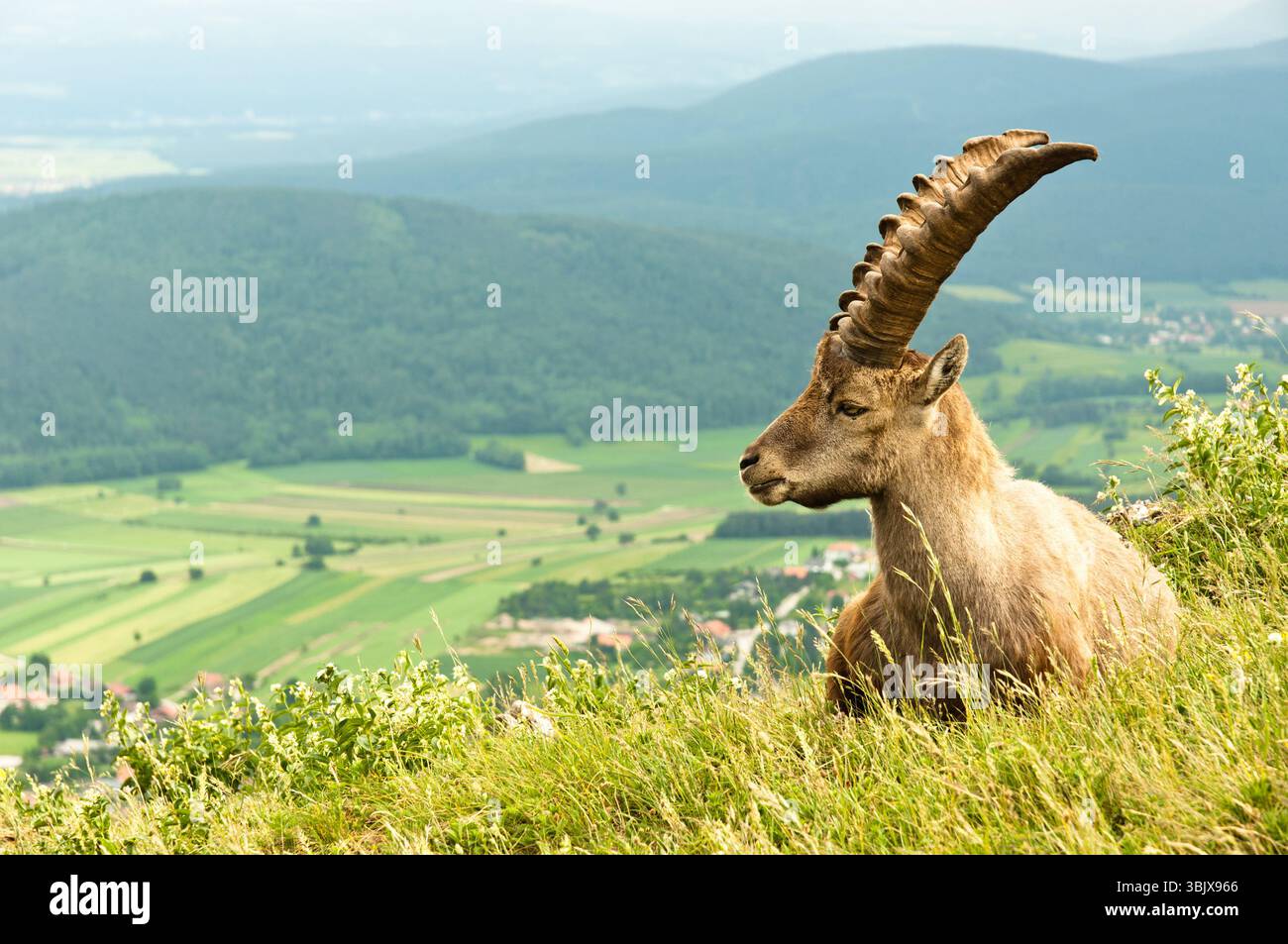 Chèvre alpin dans des tons chauds avec montagnes en arrière-plan Banque D'Images
