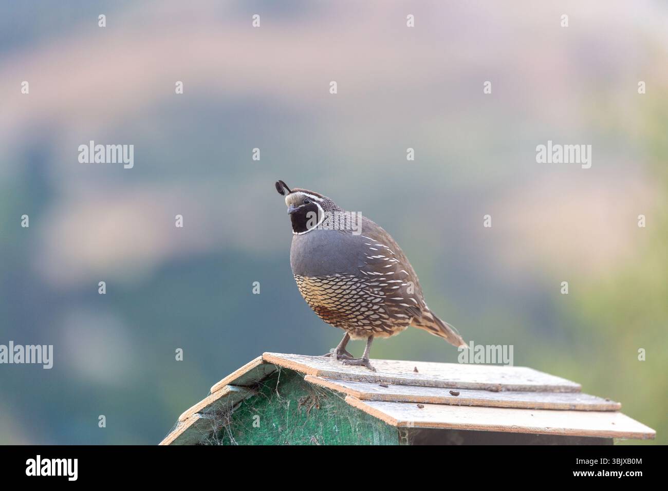 La caille de Californie (Callipepla californica), également connue sous le nom de caille de la vallée de Californie ou caille de la vallée, est un petit oiseau vivant au sol Banque D'Images