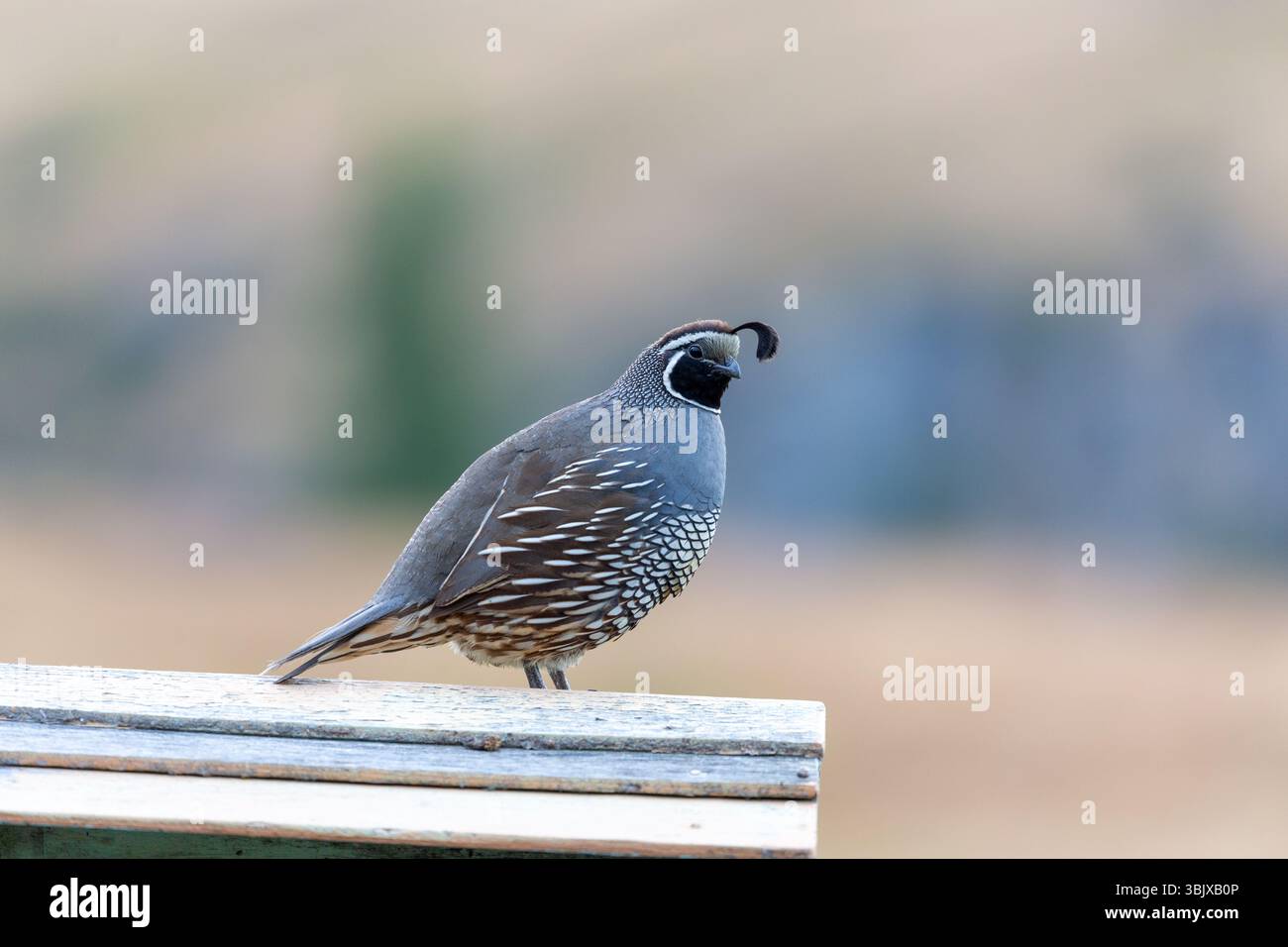 La caille de Californie (Callipepla californica), également connue sous le nom de caille de la vallée de Californie ou caille de la vallée, est un petit oiseau vivant au sol Banque D'Images