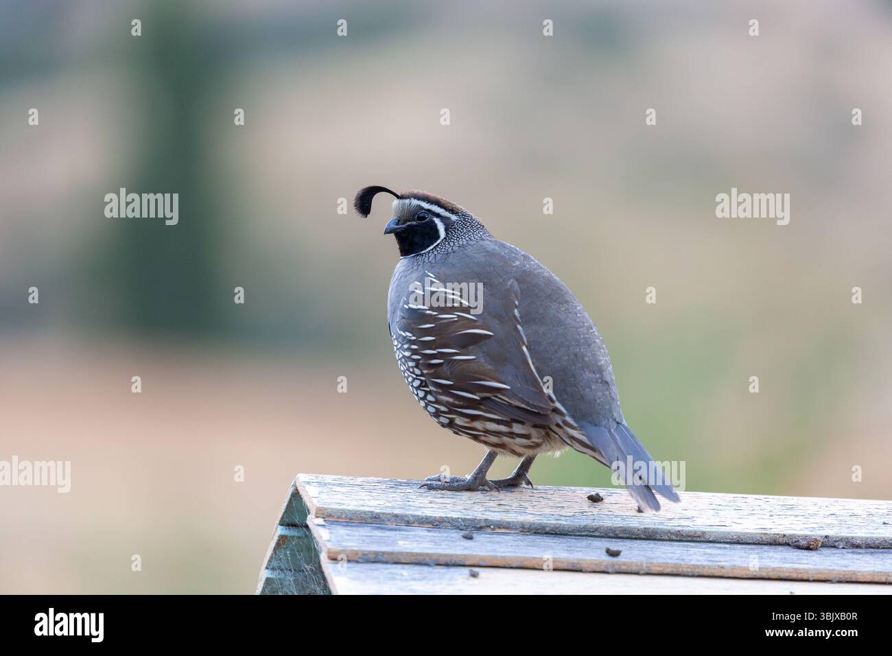 La caille de Californie (Callipepla californica), également connue sous le nom de caille de la vallée de Californie ou caille de la vallée, est un petit oiseau vivant au sol Banque D'Images