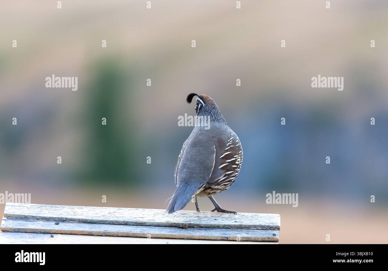 La caille de Californie (Callipepla californica), également connue sous le nom de caille de la vallée de Californie ou caille de la vallée, est un petit oiseau vivant au sol Banque D'Images