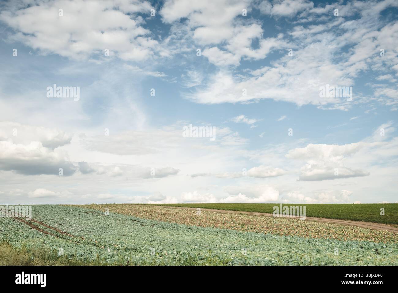 Nuages au-dessus du champ de chou par une journée ensoleillée. Terres agricoles à usage mixte dans la campagne et ciel nuageux au-dessus. Banque D'Images