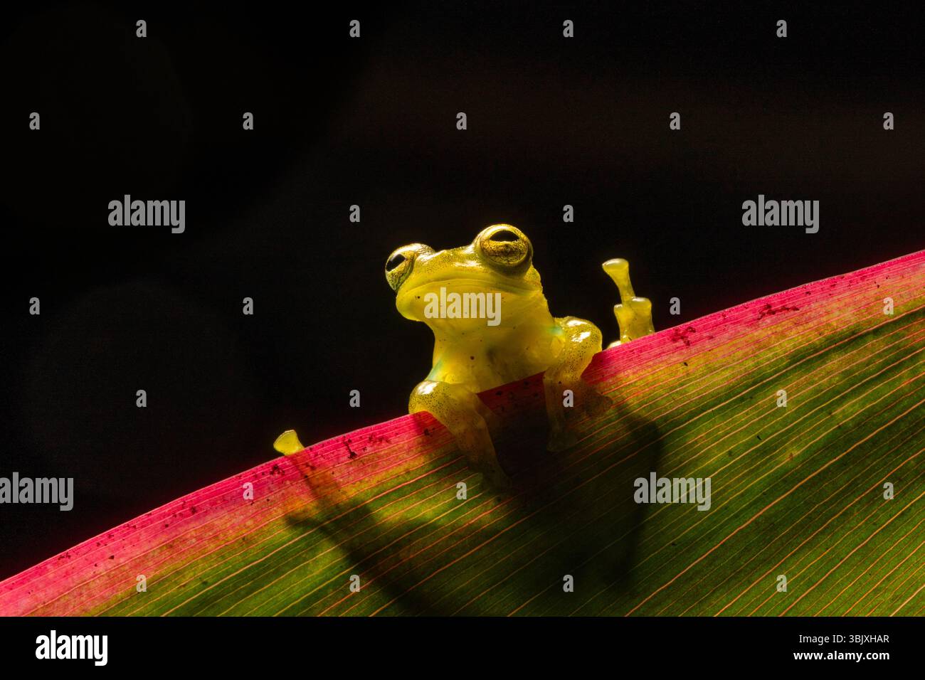 Une grenouille de verre émeraude, Espadarana prosoblepon, sur une feuille dans la forêt de nuages de Mindo en Équateur. Banque D'Images