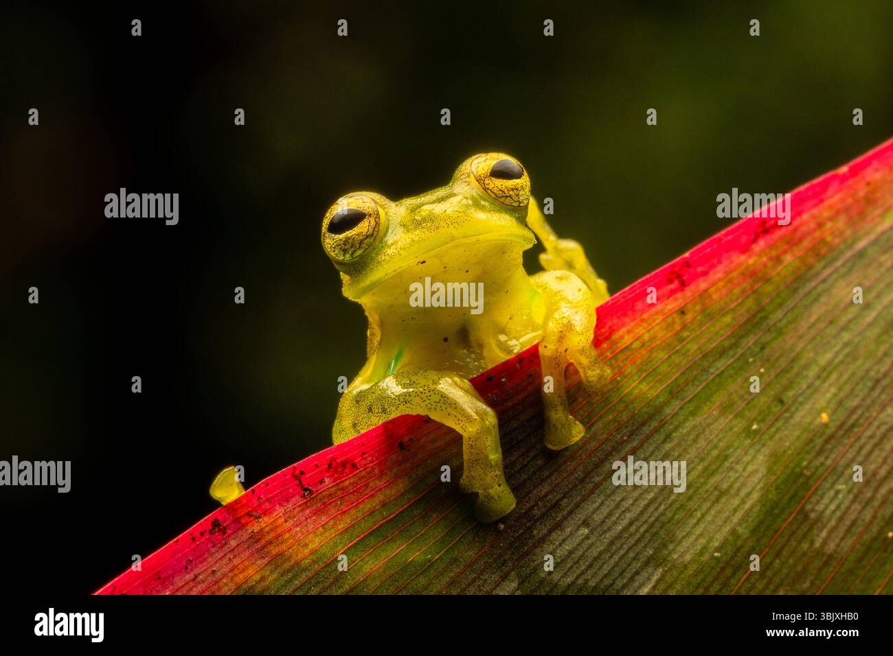Une grenouille de verre émeraude, Espadarana prosoblepon, sur une feuille dans la forêt de nuages de Mindo en Équateur. Banque D'Images