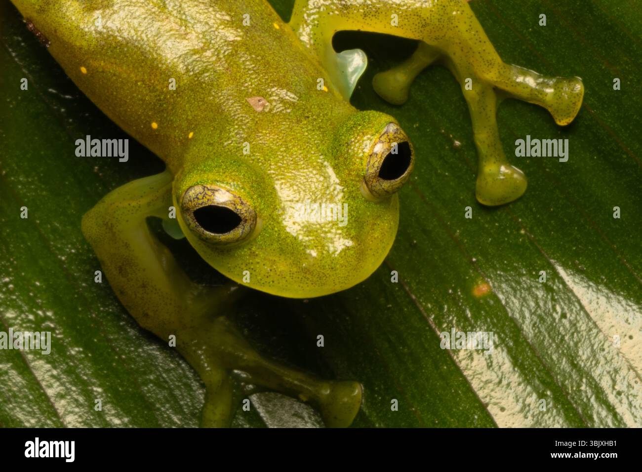 Une grenouille de verre émeraude, Espadarana prosoblepon, sur une feuille dans la forêt de nuages de Mindo en Équateur. Banque D'Images