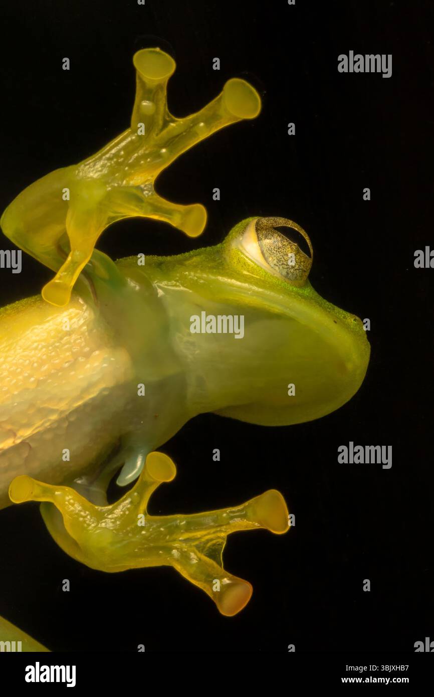 Une grenouille de verre émeraude, Espadarana prosoblepon, sur une fenêtre de verre dans l'écologie Septo Paraiso en Équateur. Banque D'Images