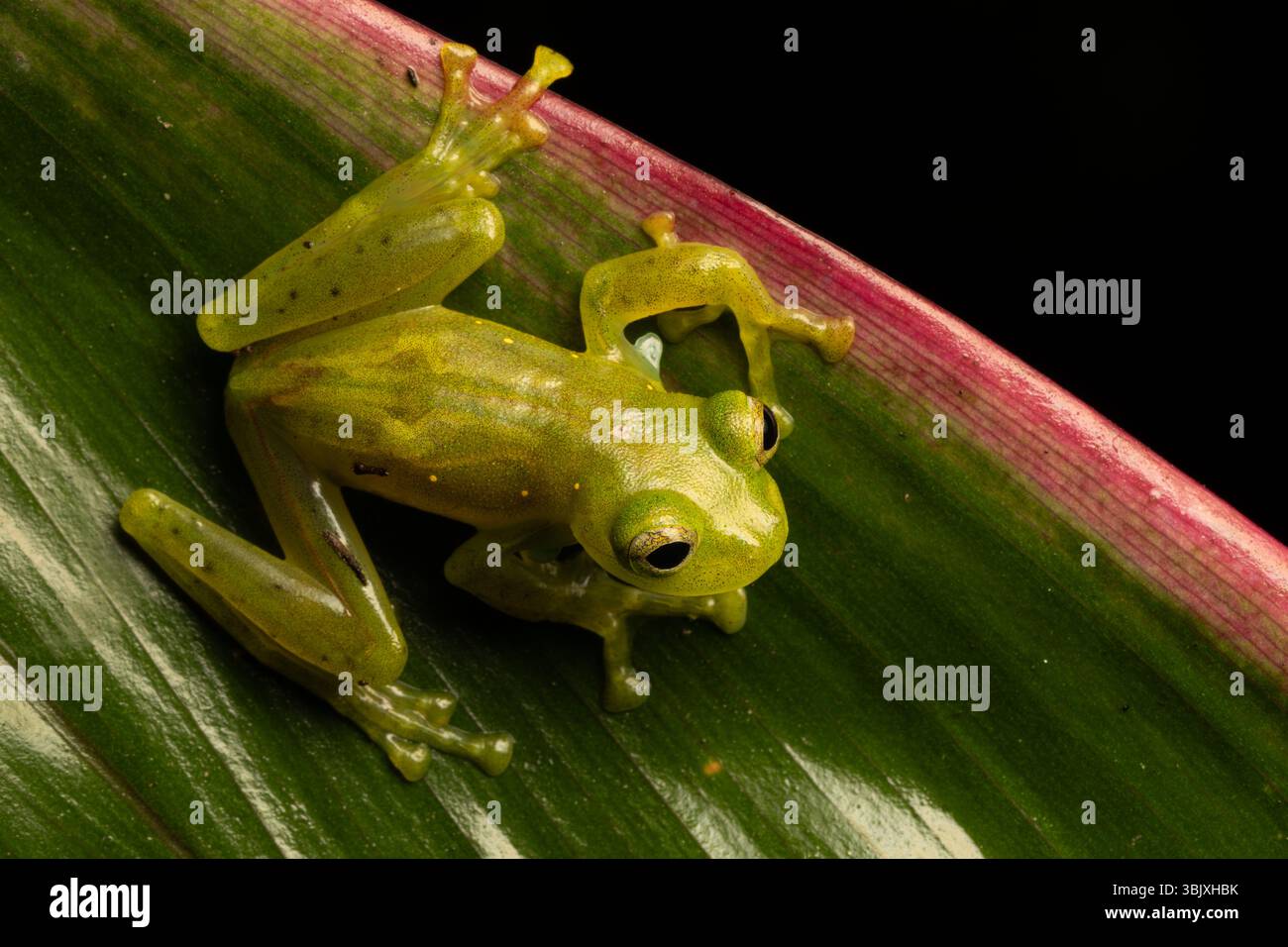 Une grenouille de verre émeraude, Espadarana prosoblepon, sur une feuille dans la forêt de nuages de Mindo en Équateur. Banque D'Images