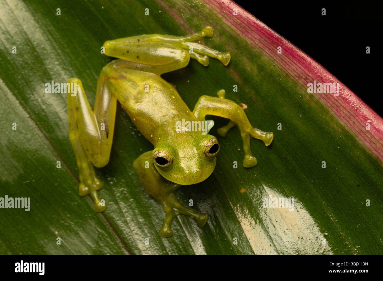 Une grenouille de verre émeraude, Espadarana prosoblepon, sur une feuille dans la forêt de nuages de Mindo en Équateur. Banque D'Images