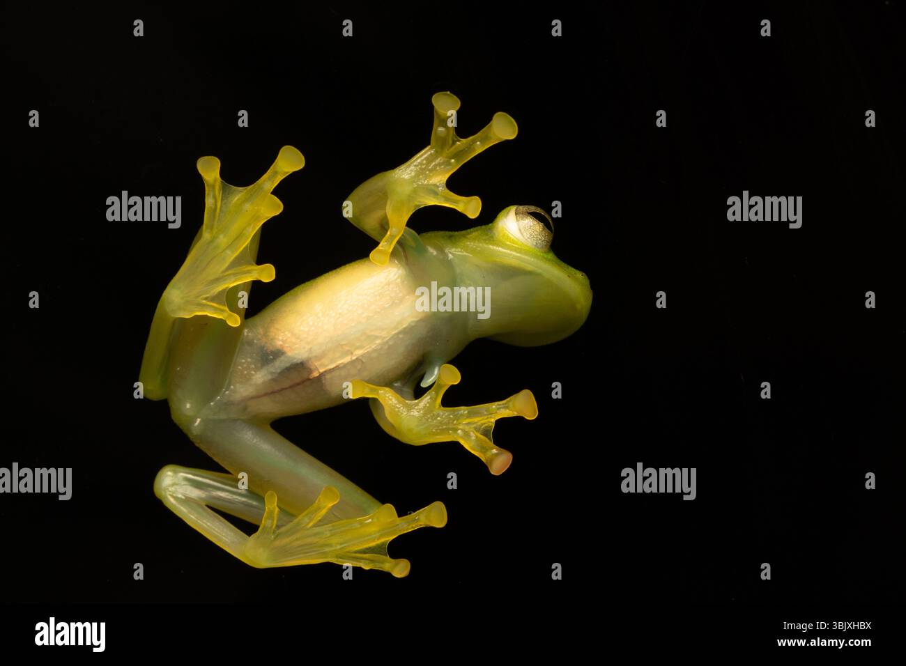 Une grenouille de verre émeraude, Espadarana prosoblepon, sur une fenêtre de verre dans l'écologie Septo Paraiso en Équateur. Banque D'Images