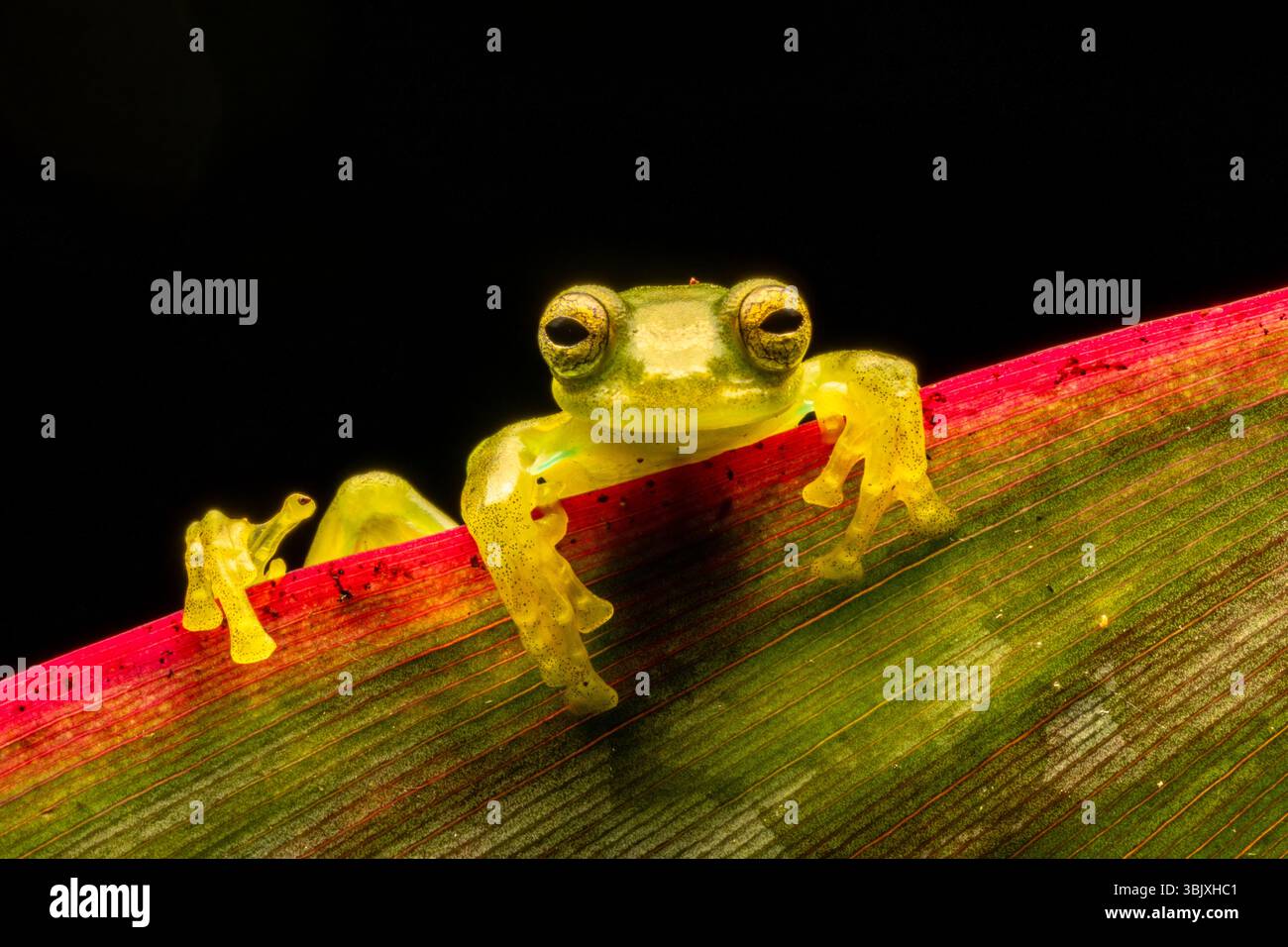 Une grenouille de verre émeraude, Espadarana prosoblepon, sur une feuille dans la forêt de nuages de Mindo en Équateur. Banque D'Images