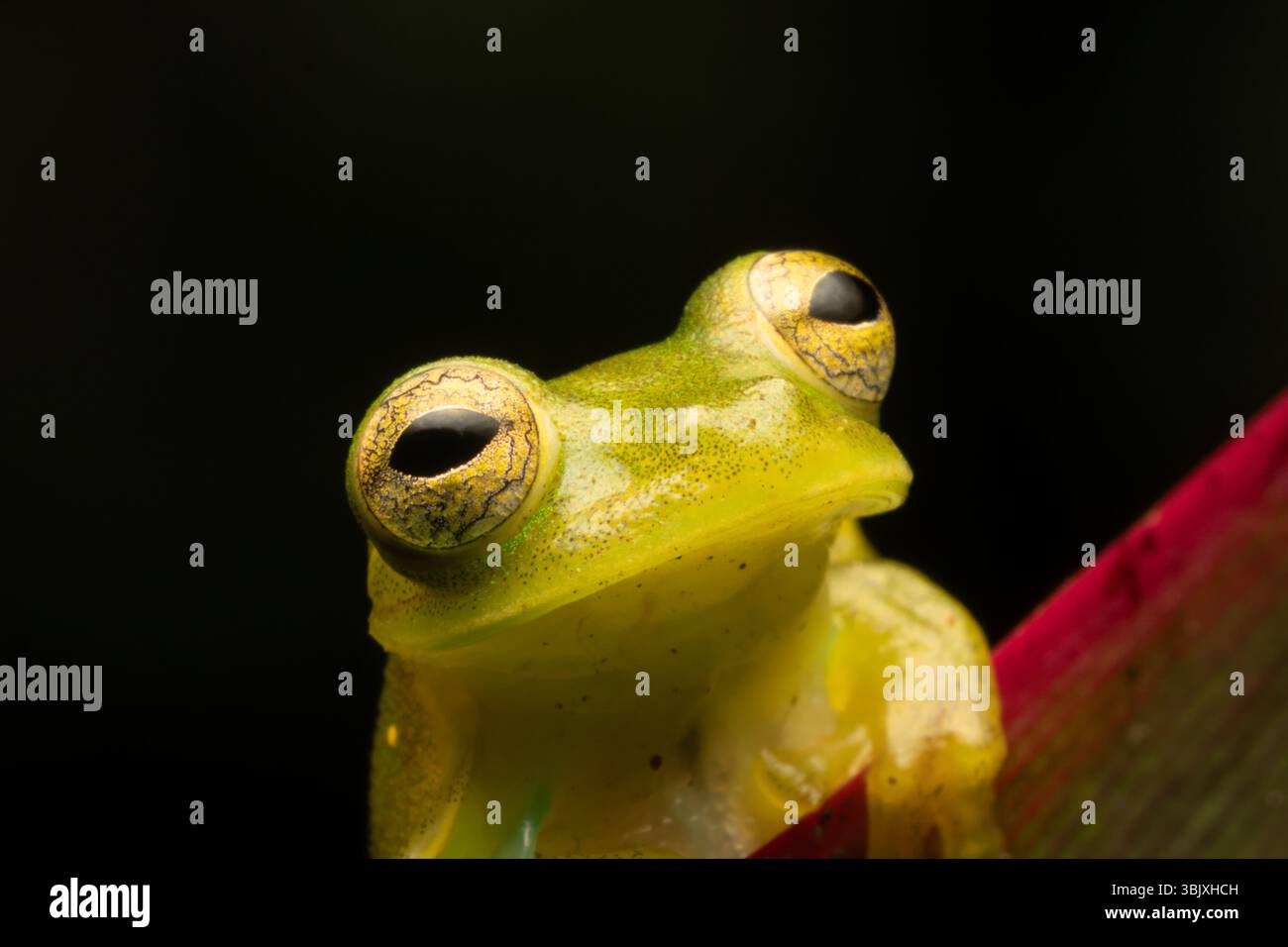 Une grenouille de verre émeraude, Espadarana prosoblepon, sur une feuille dans la forêt de nuages de Mindo en Équateur. Banque D'Images