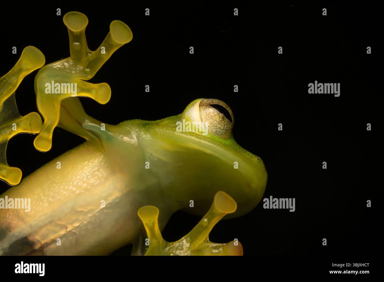 Une grenouille de verre émeraude, Espadarana prosoblepon, sur une fenêtre de verre dans l'écologie Septo Paraiso en Équateur. Banque D'Images