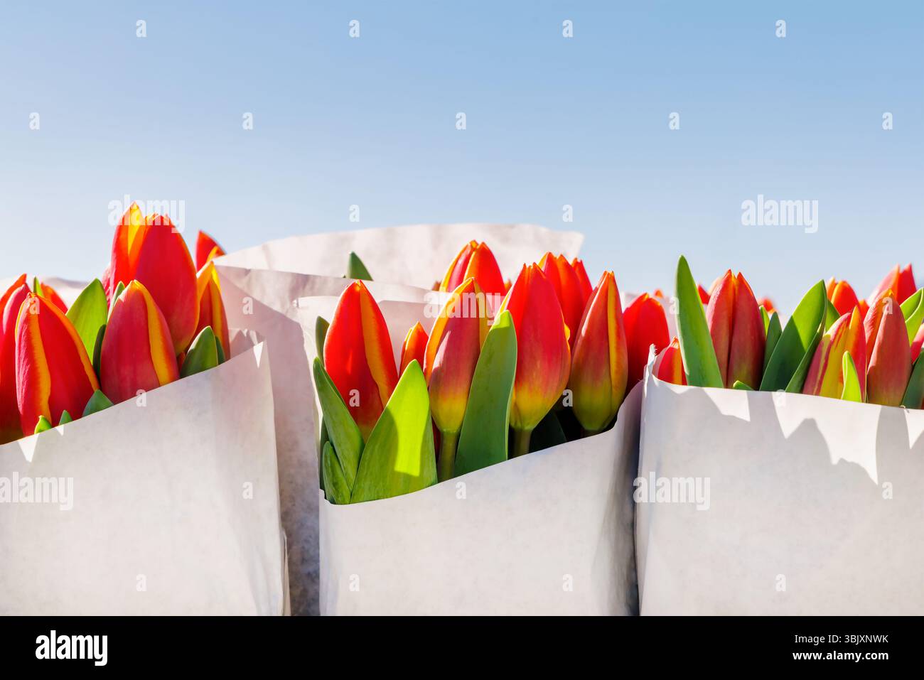 Tulipes fraîches enveloppées de papier hollandais rouge devant un ciel bleu Banque D'Images