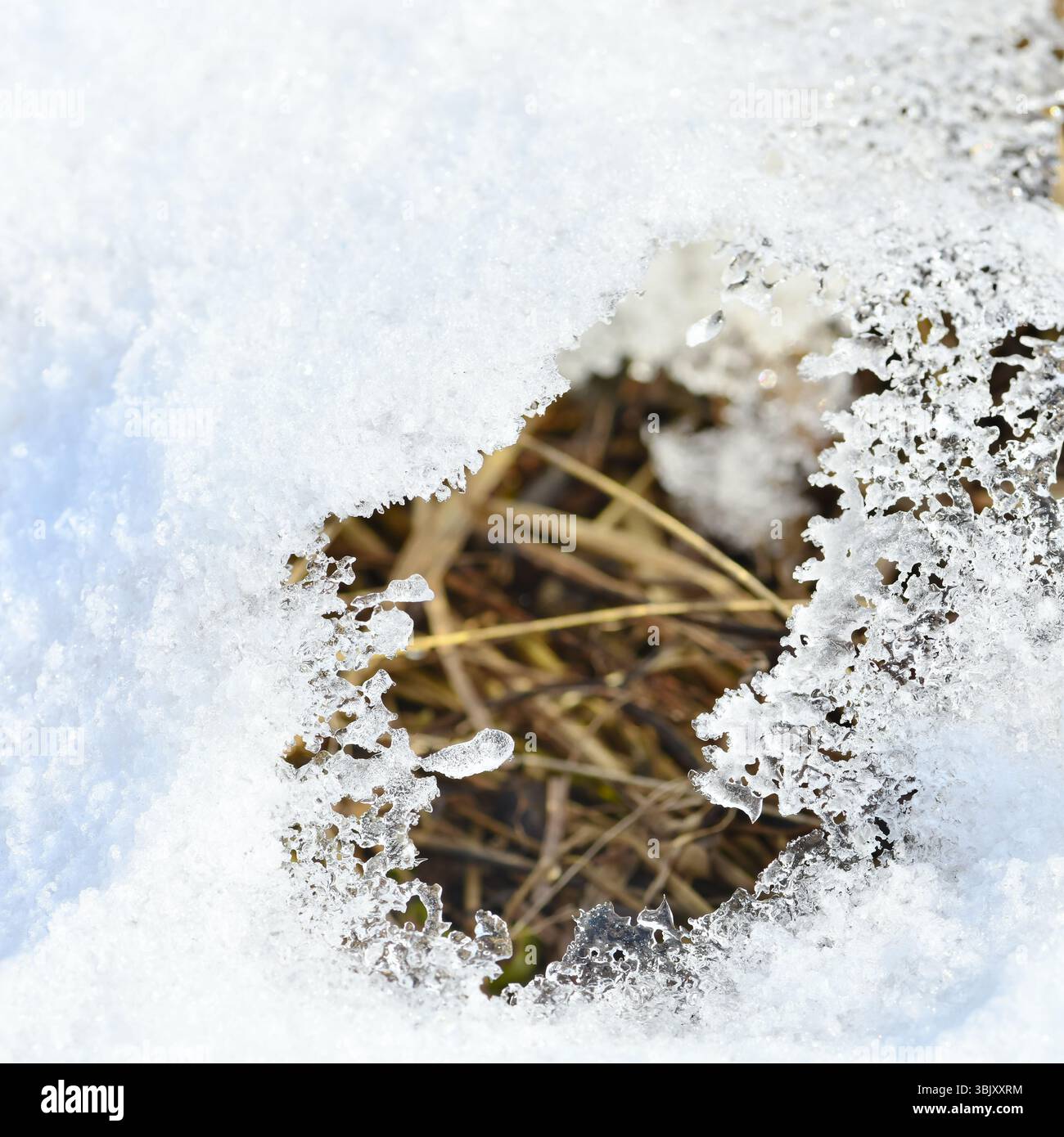 Moisissure de neige fondue sur l'herbe de pelouse de printemps après l'hiver sur le sol. Cadre d'hiver neige lâche fond de glace brillant Banque D'Images