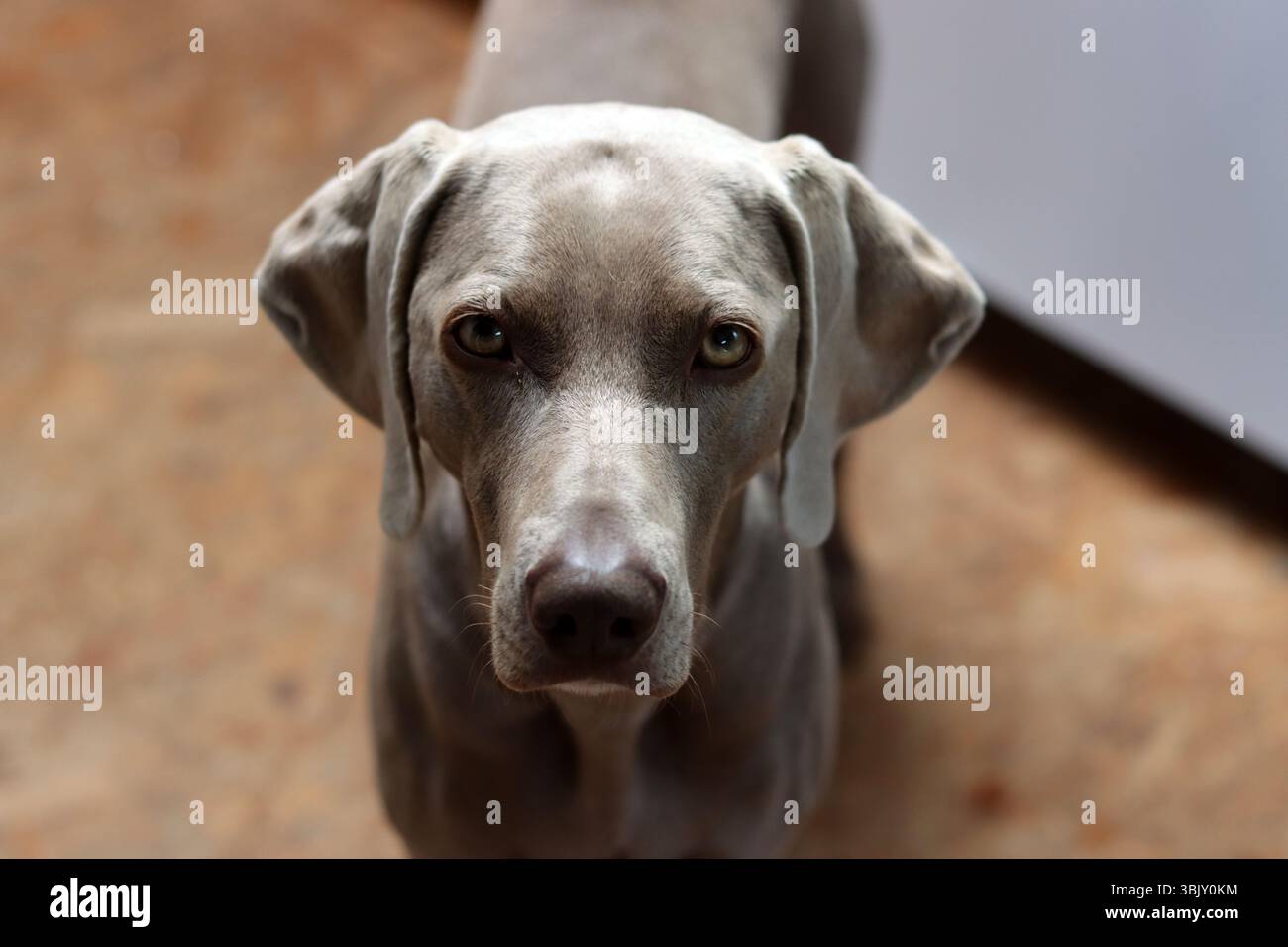 Portrait d'un chien mignon de Weimaraner regardant la caméra Banque D'Images