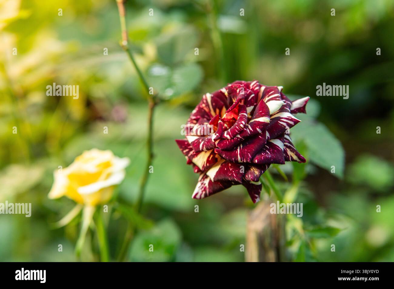 Gros plan d'une rose rayée rare avec des pétales rouges et blancs fleurissant dans un jardin. Capturé pendant l'heure dorée. Banque D'Images