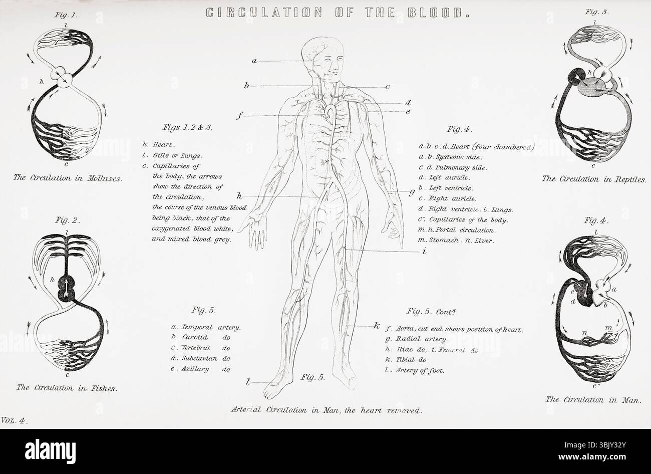 Diagramme montrant la circulation du sang chez les humains, les mollusques, les poissons et les reptiles. Tiré de l'Encyclopédie nationale, publiée vers 1890. Banque D'Images