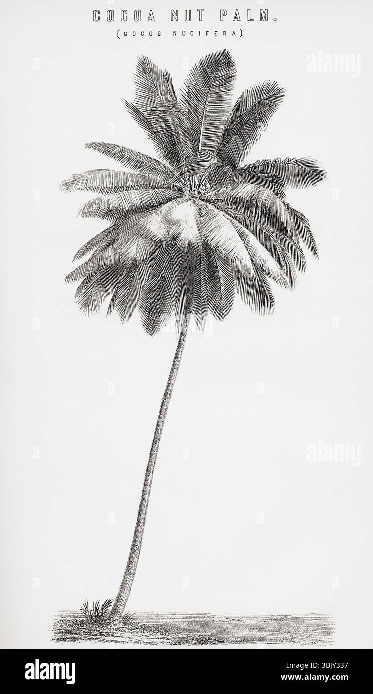 Le cocotier (Cocos nucifera). Tiré de l'Encyclopédie nationale, publiée vers 1890. Banque D'Images Le cocotier (Cocos nucifera). Tiré de l'Encyclopédie nationale, publiée vers 1890. Banque D'Images