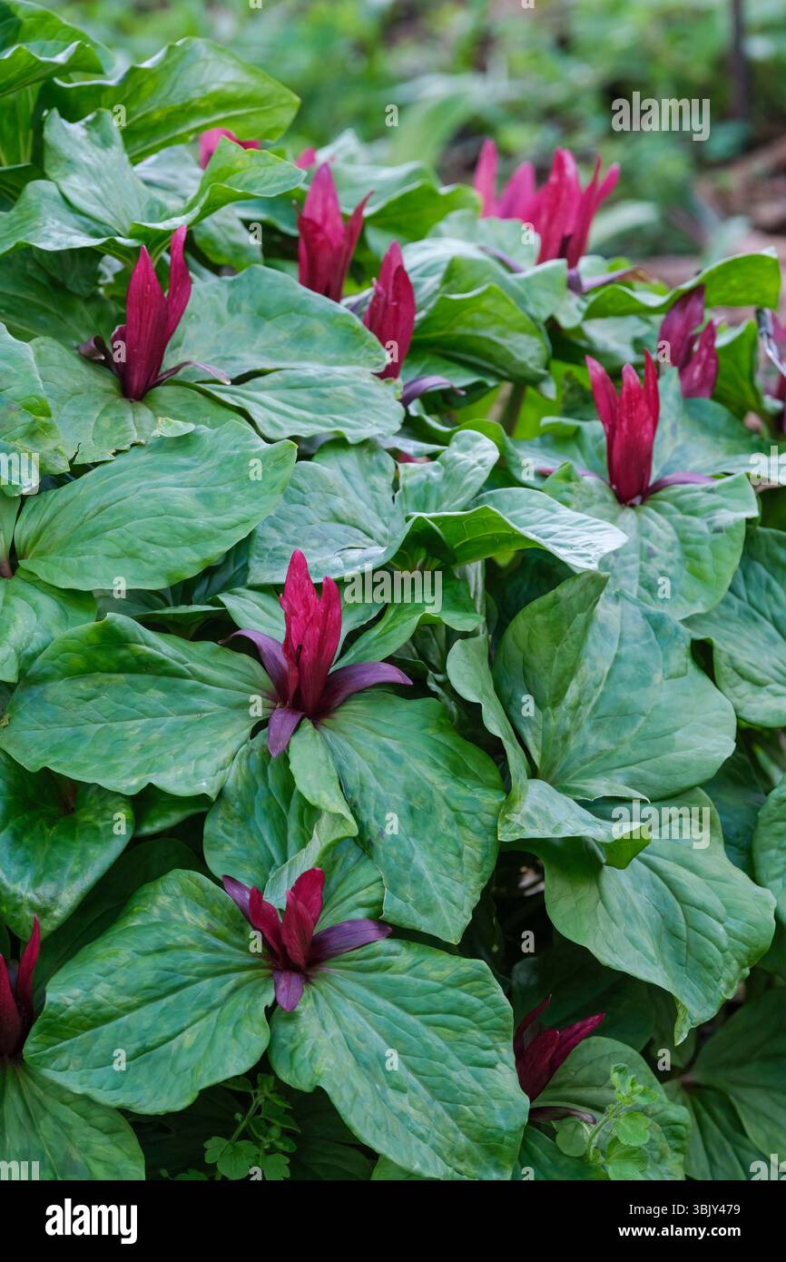 Lys des bois d'Amérique, Trillium chloropetalum Charlwood, Wake-robin géant, fleurs violettes au-dessus de feuilles marbrées en forme de losange. Banque D'Images