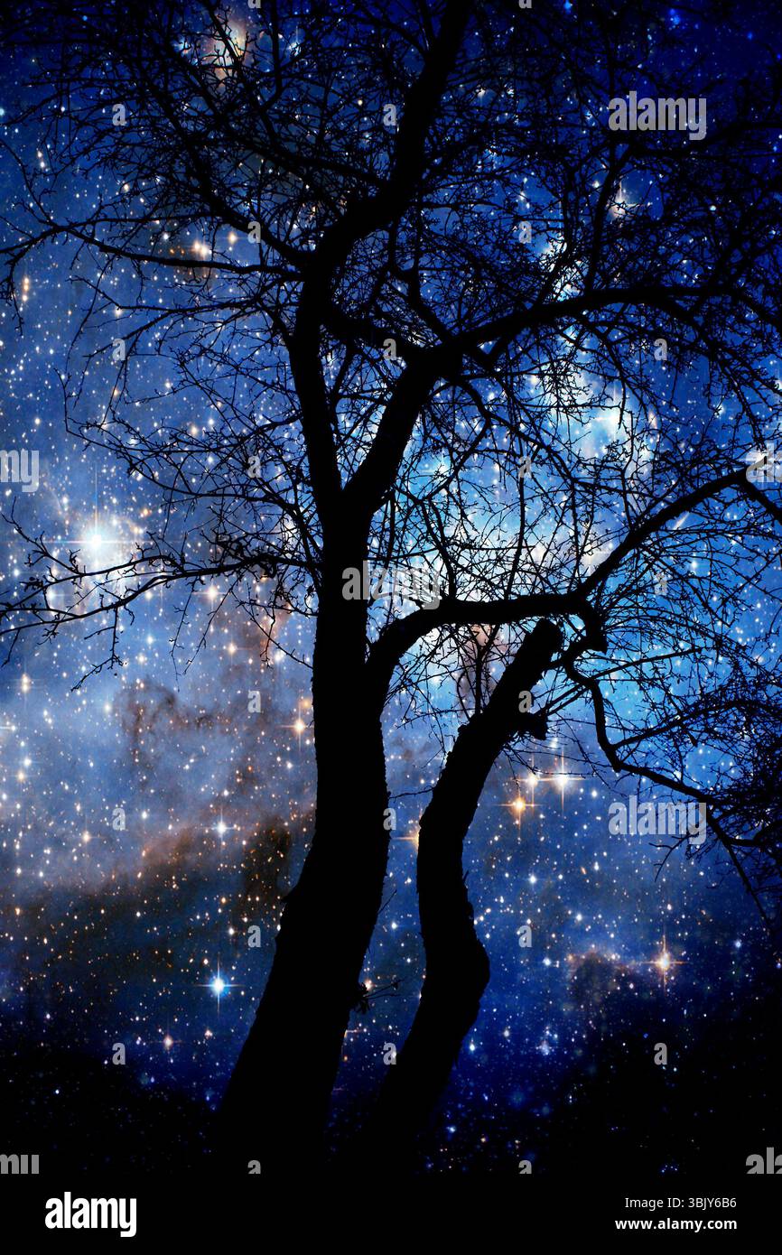 silhouette d'arbres contre un univers étoilé Banque D'Images
