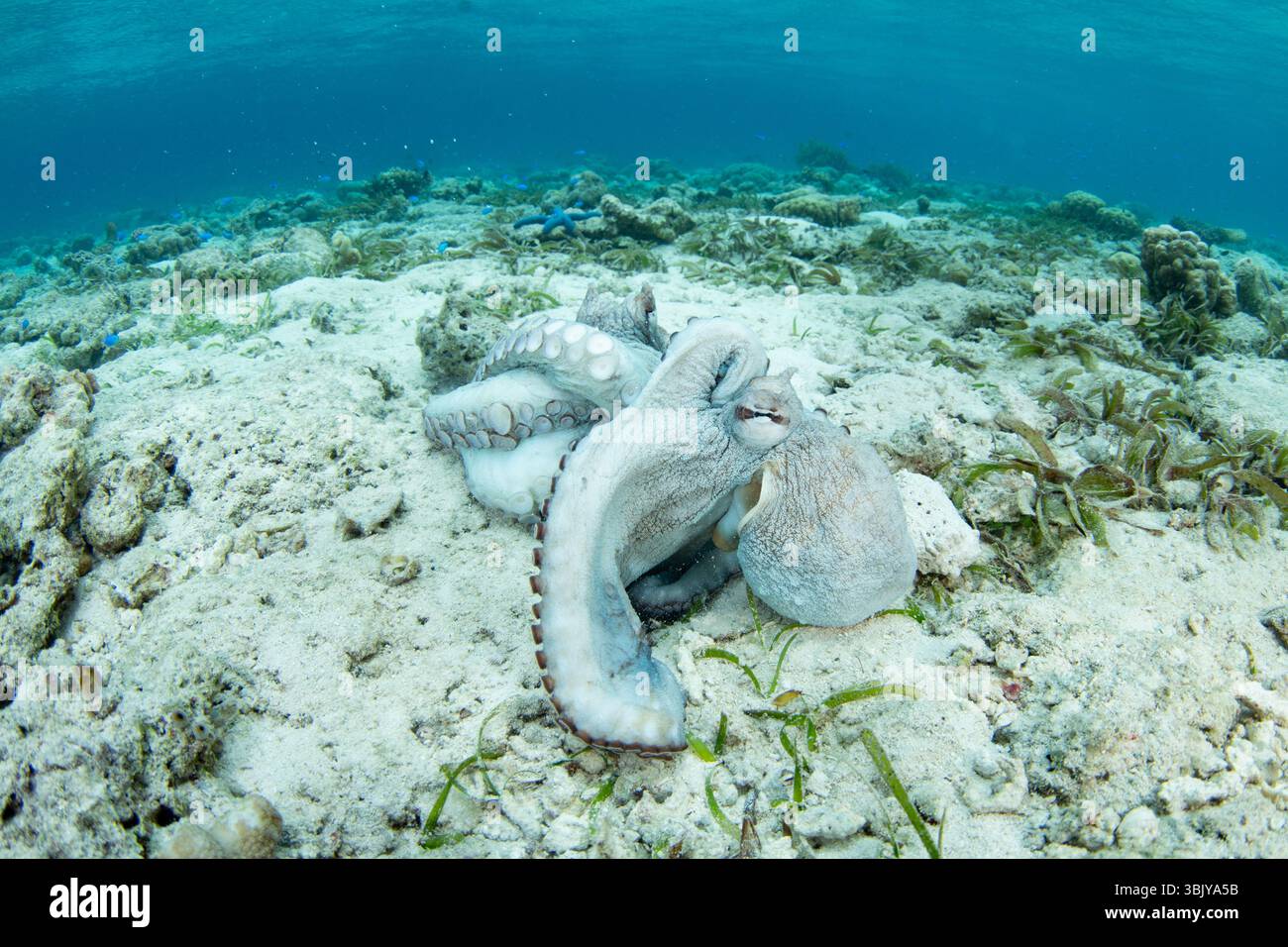 Une paire de poulpes, Octopus cyanea, s'accouplent sur un fond marin peu profond dans le parc national de Wakatobi, en Indonésie. Les pieuvres s'accouplent une fois au cours de leur courte vie. Banque D'Images