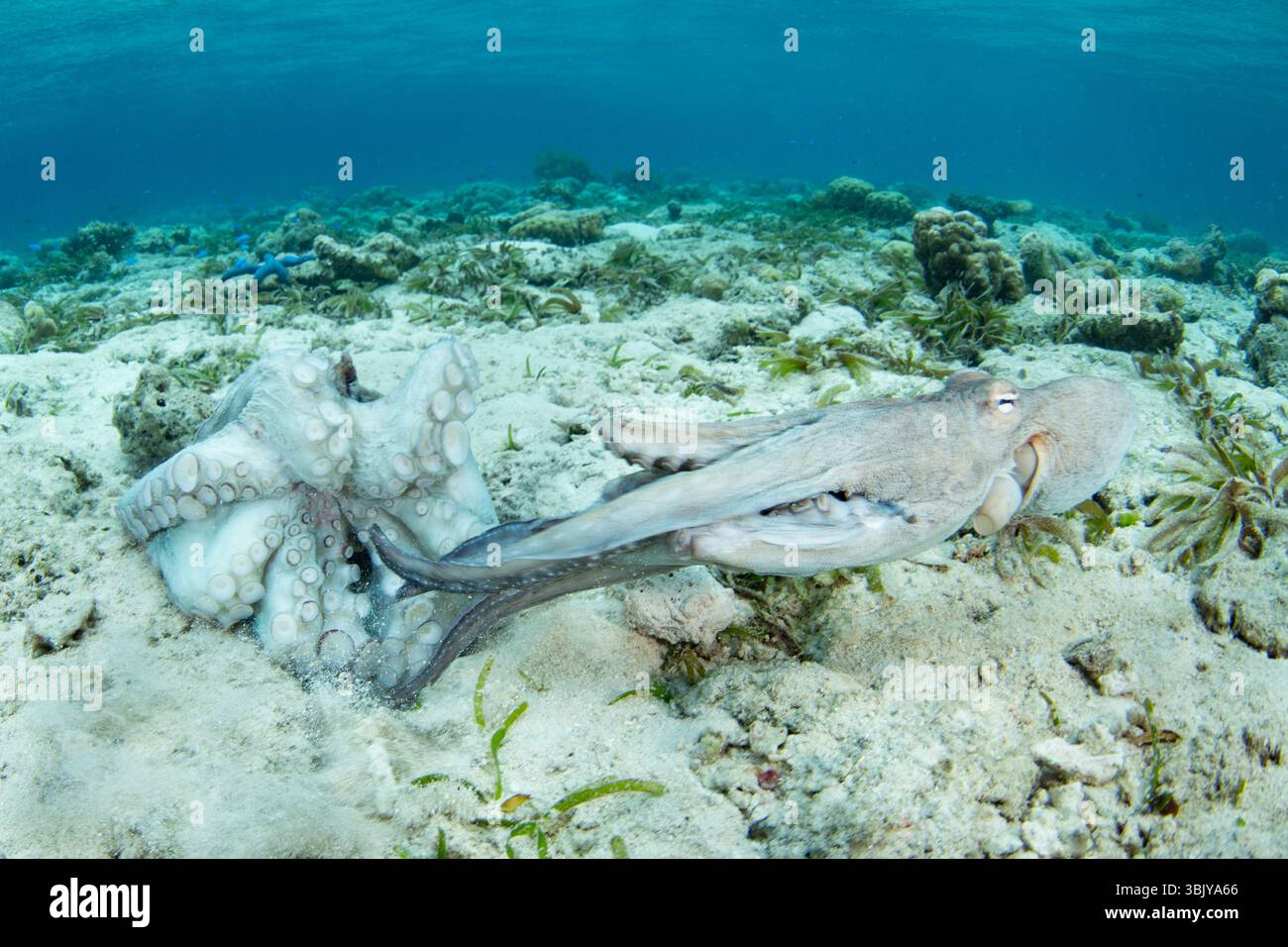 Une paire de poulpes, Octopus cyanea, s'accouplent sur un fond marin peu profond dans le parc national de Wakatobi, en Indonésie. Les pieuvres s'accouplent une fois au cours de leur courte vie. Banque D'Images