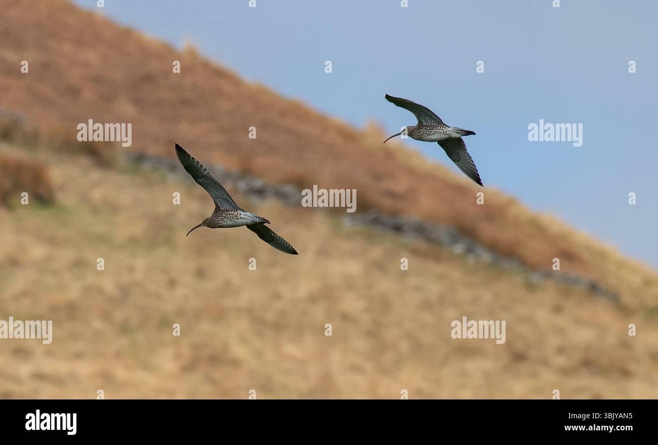 Curlews volant au-dessus des terres agricoles, Chipping, Preston, Lancashire, Royaume-Uni Banque D'Images