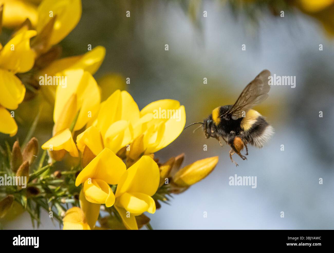 Un bourdon à queue Buff collectant le pollen d'un buisson gorse, Chipping, Preston, Lancashire, Royaume-Uni Banque D'Images
